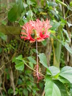 Image of fringed rosemallow