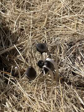 Слика од Coprinopsis cinerea (Schaeff.) Redhead, Vilgalys & Moncalvo 2001