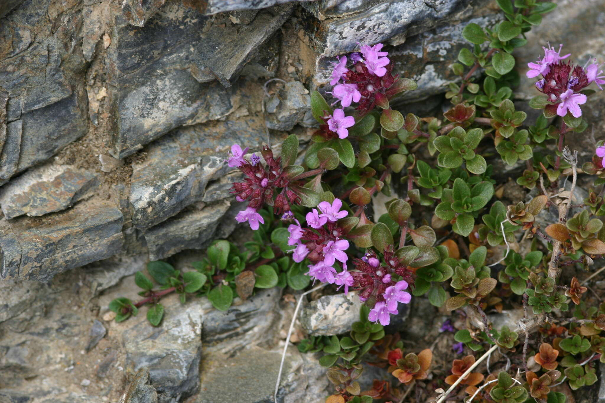 صورة Thymus altaicus Klokov & Des.-Shost.