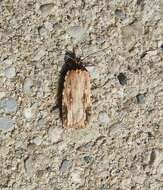 Image de Agonopterix atrodorsella Clemens 1863