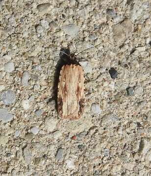 Image of Agonopterix atrodorsella Clemens 1863