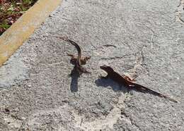 Image of brown anole