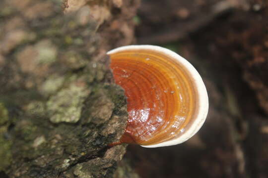 Image of Ganoderma austroafricanum J. C. Coetzee, M. J. Wingf., Marinc. & Blanchette 2014