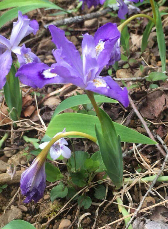 Image of crested iris