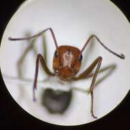 Image of Myrmecocystus semirufus Emery 1893