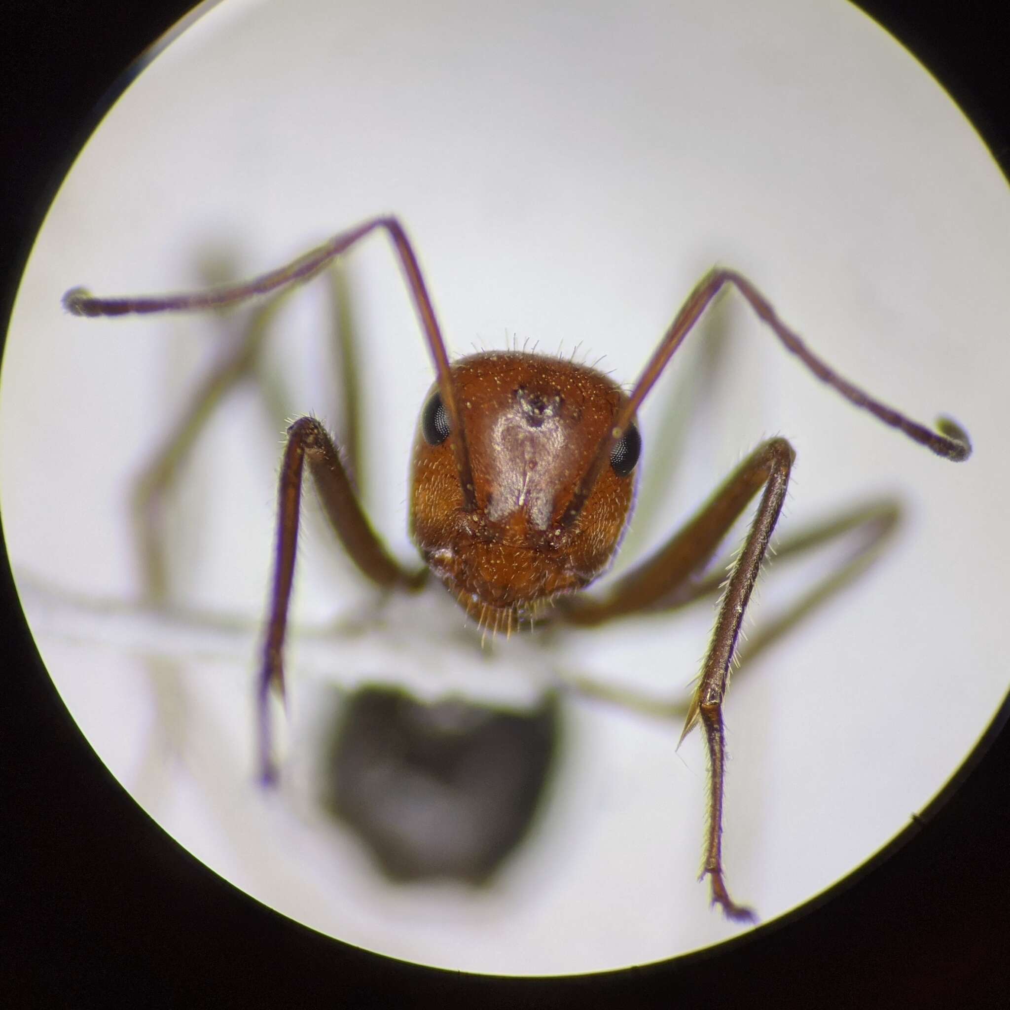 Image of Myrmecocystus semirufus Emery 1893