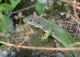 Image of Western Green Lizard