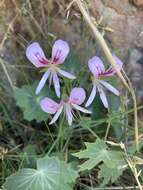 Image of Pelargonium grandiflorum (Andr.) Willd.