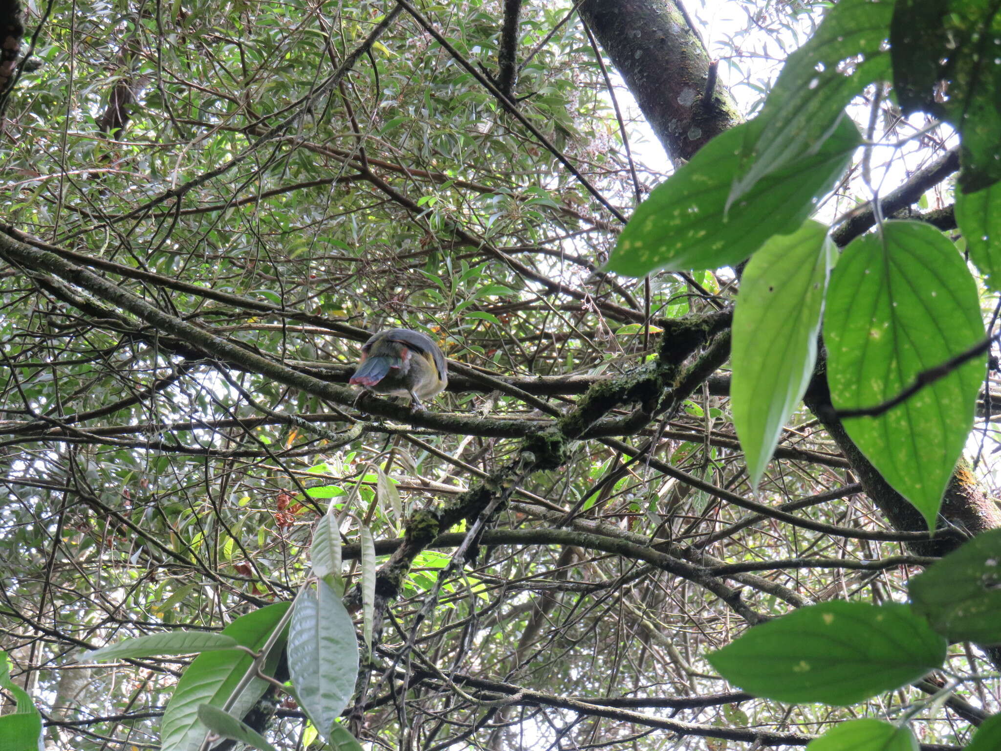 Aulacorhynchus albivitta (Boissonneau 1840)的圖片