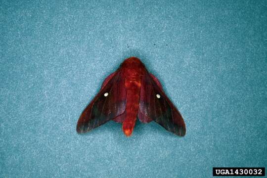 Image of Pink-striped Oakworm