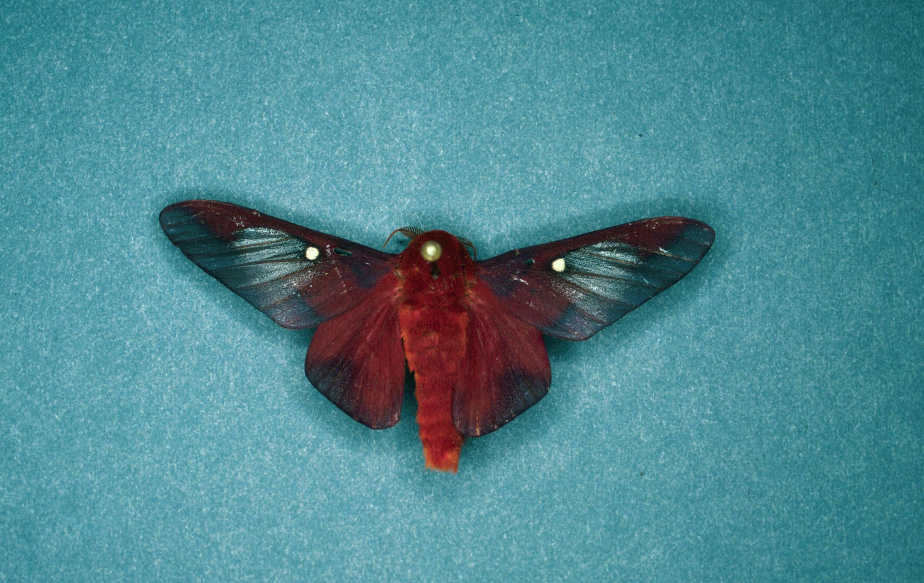 Image of Pink-striped Oakworm