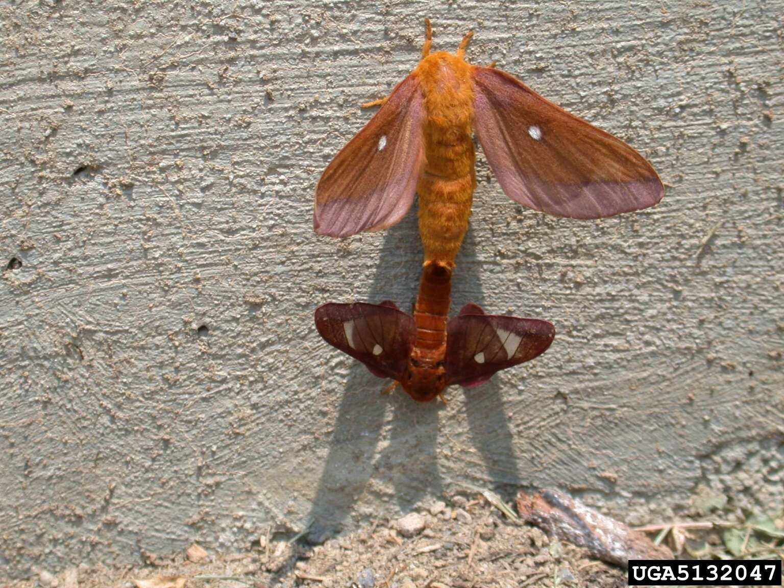 Image of Pink-striped Oakworm