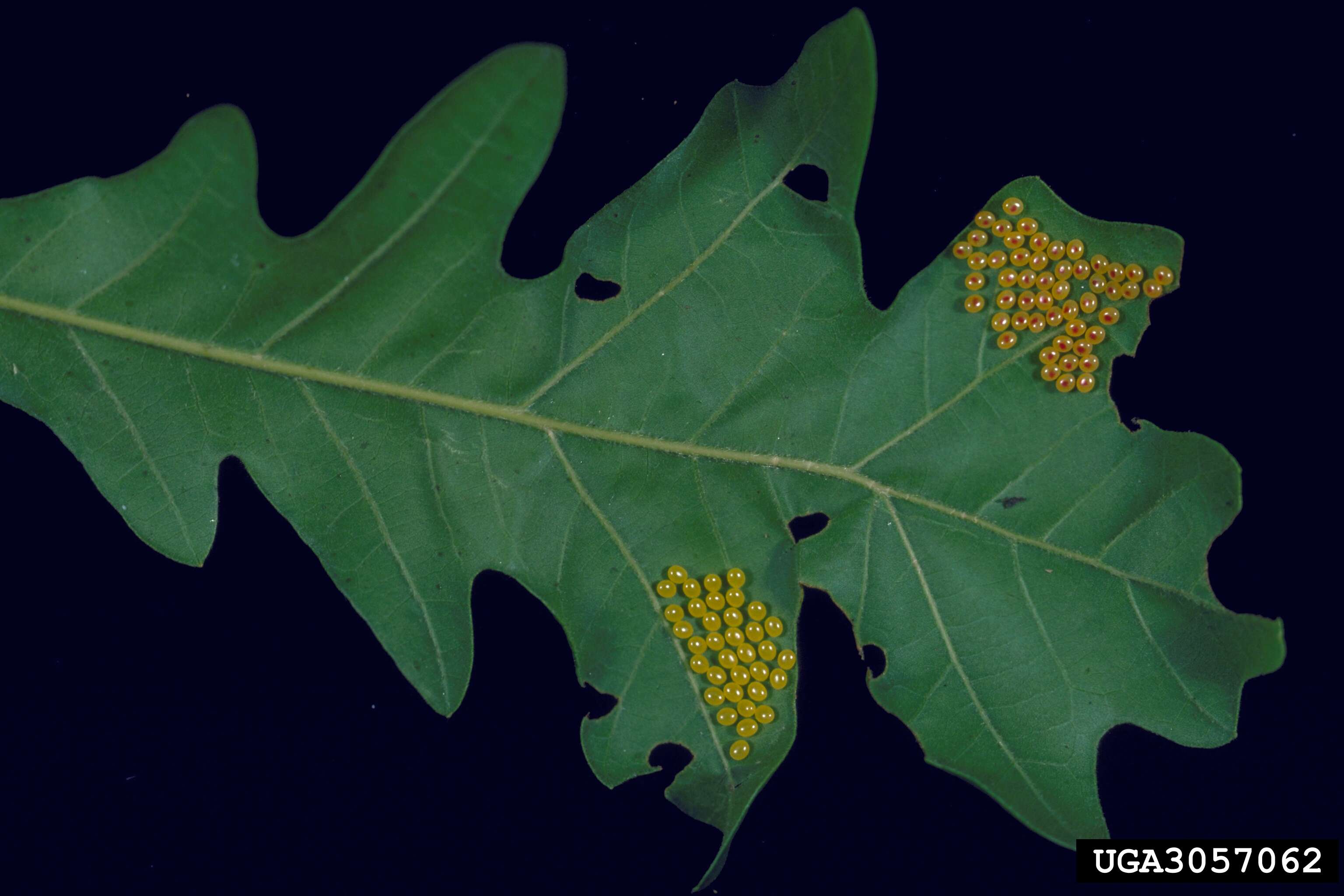 Image of Pink-striped Oakworm