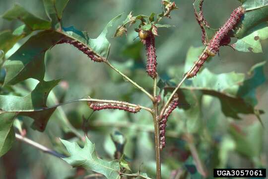 Image of Pink-striped Oakworm