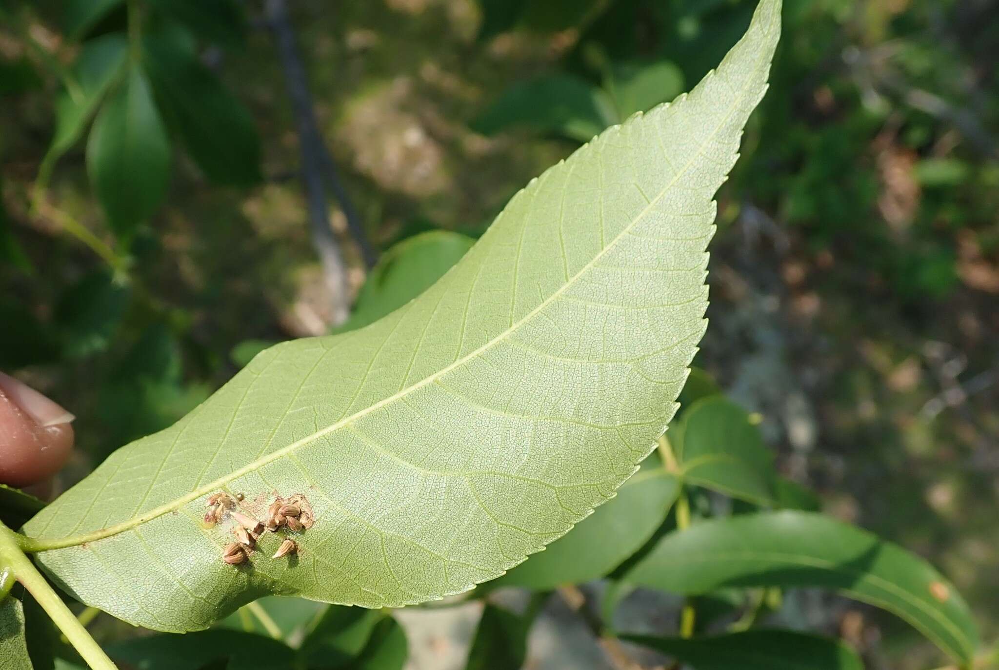 Image of Caryomyia striolata Gagne 2008