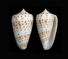 Image of Conus angioiorum Röckel & Moolenbeek 1992