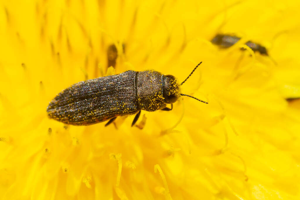 Image de Acmaeodera cisti Wollaston 1862