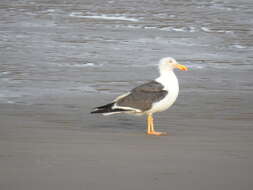 Image of Yellow-footed Gull
