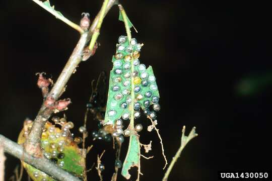 Image of Spiny Oakworm Moth