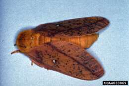 Image of Peigler's Oakworm Moth