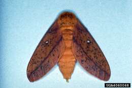 Image of Peigler's Oakworm Moth