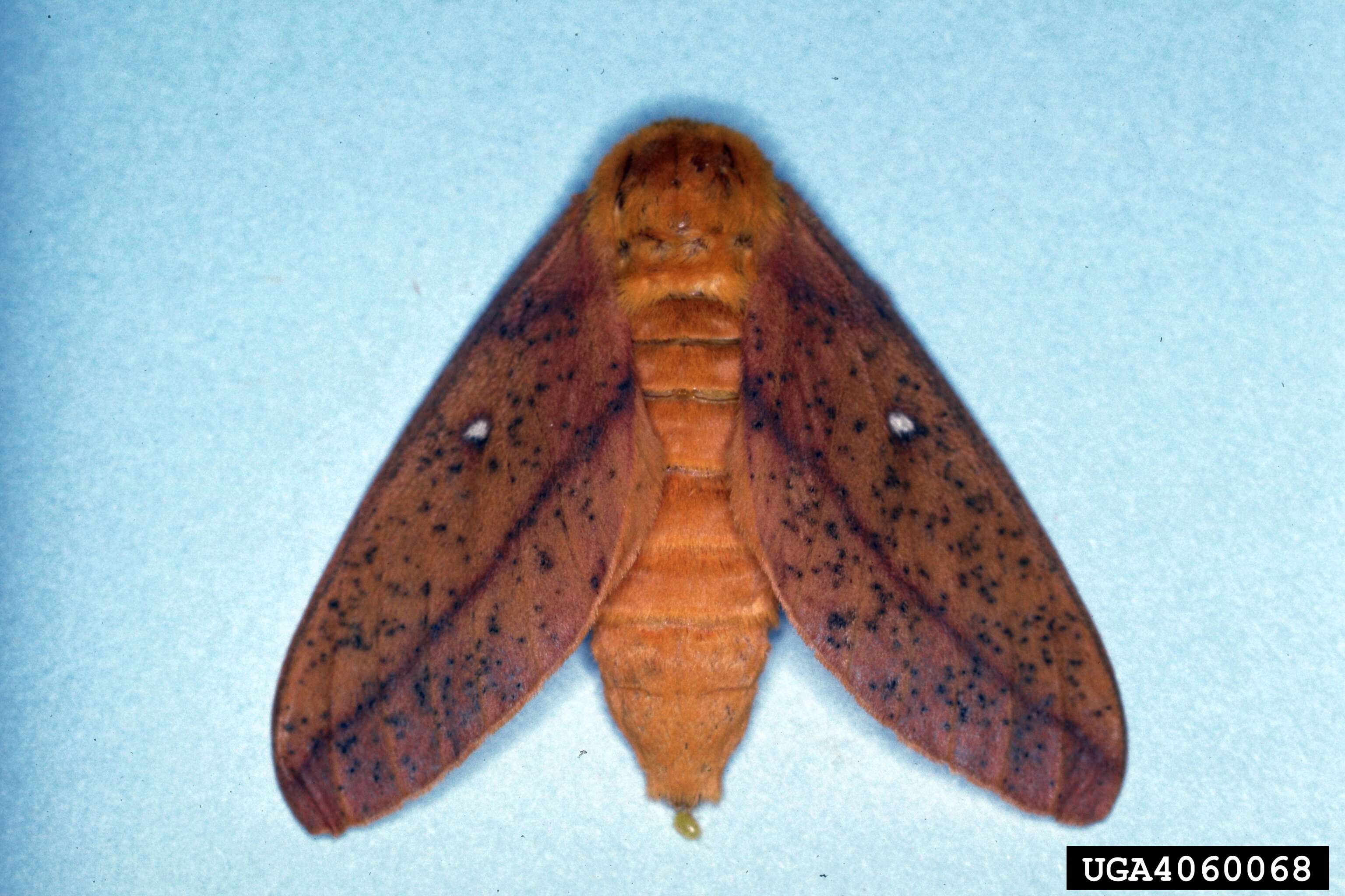 Image of Peigler's Oakworm Moth