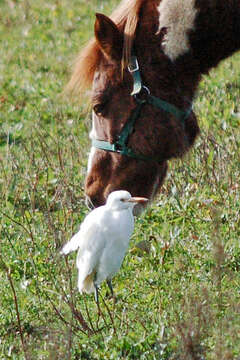 Image of Cattle Egrets
