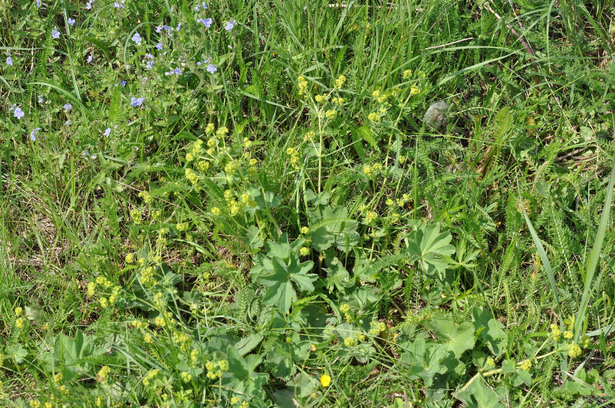 Image of Alchemilla propinqua H. Lindb. ex Juz.