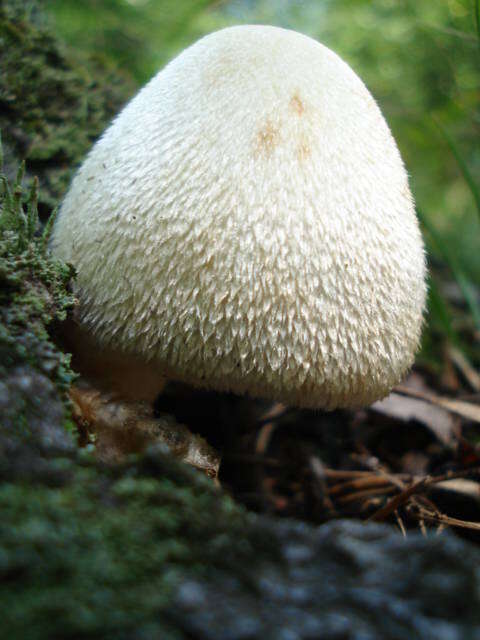 Volvariella bombycina (Schaeff.) Singer 1951 resmi