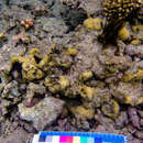 Image of leaf coral