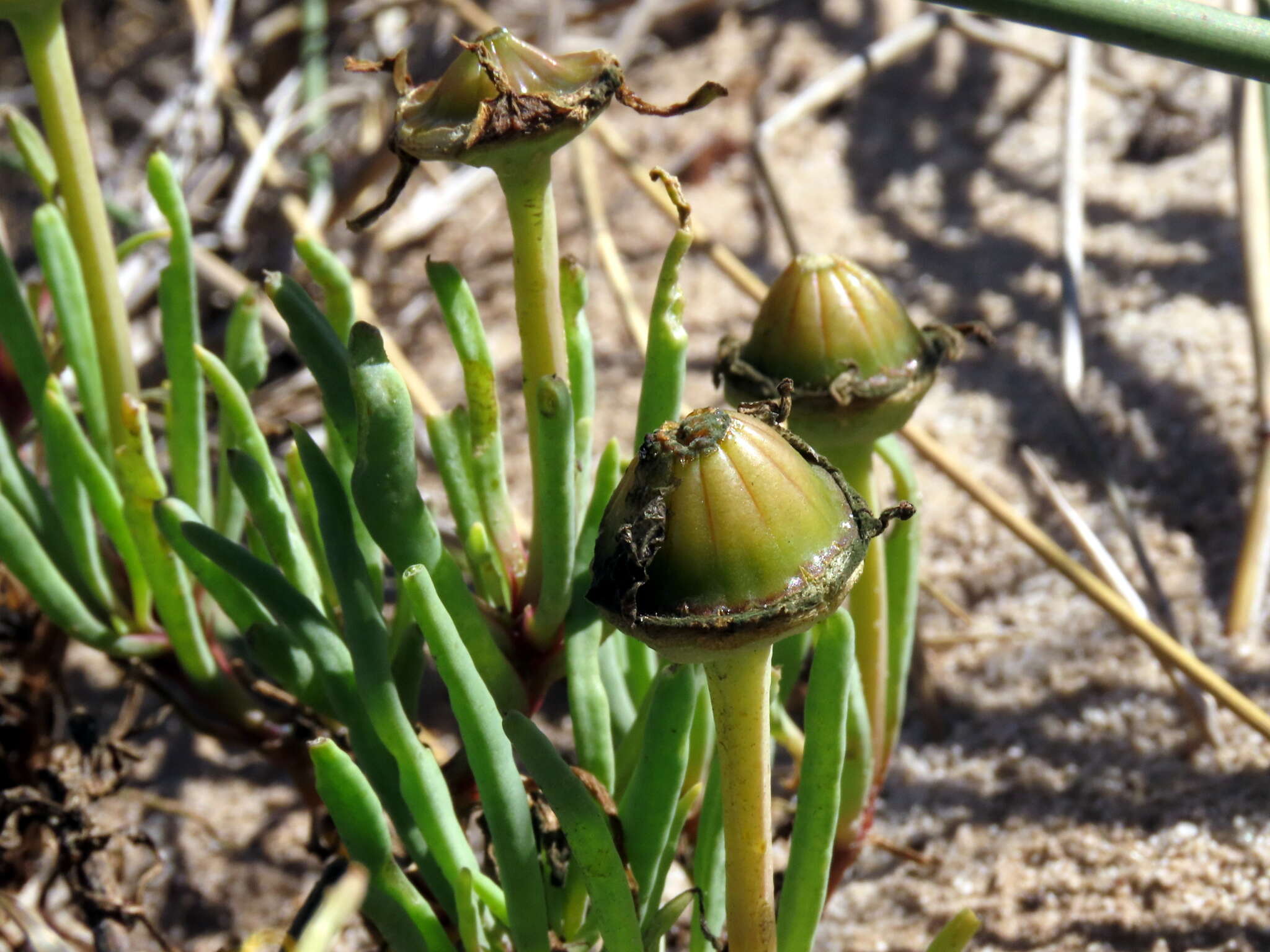 Imagem de Conicosia pugioniformis subsp. pugioniformis