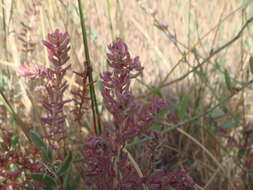 Image of alkali seepweed