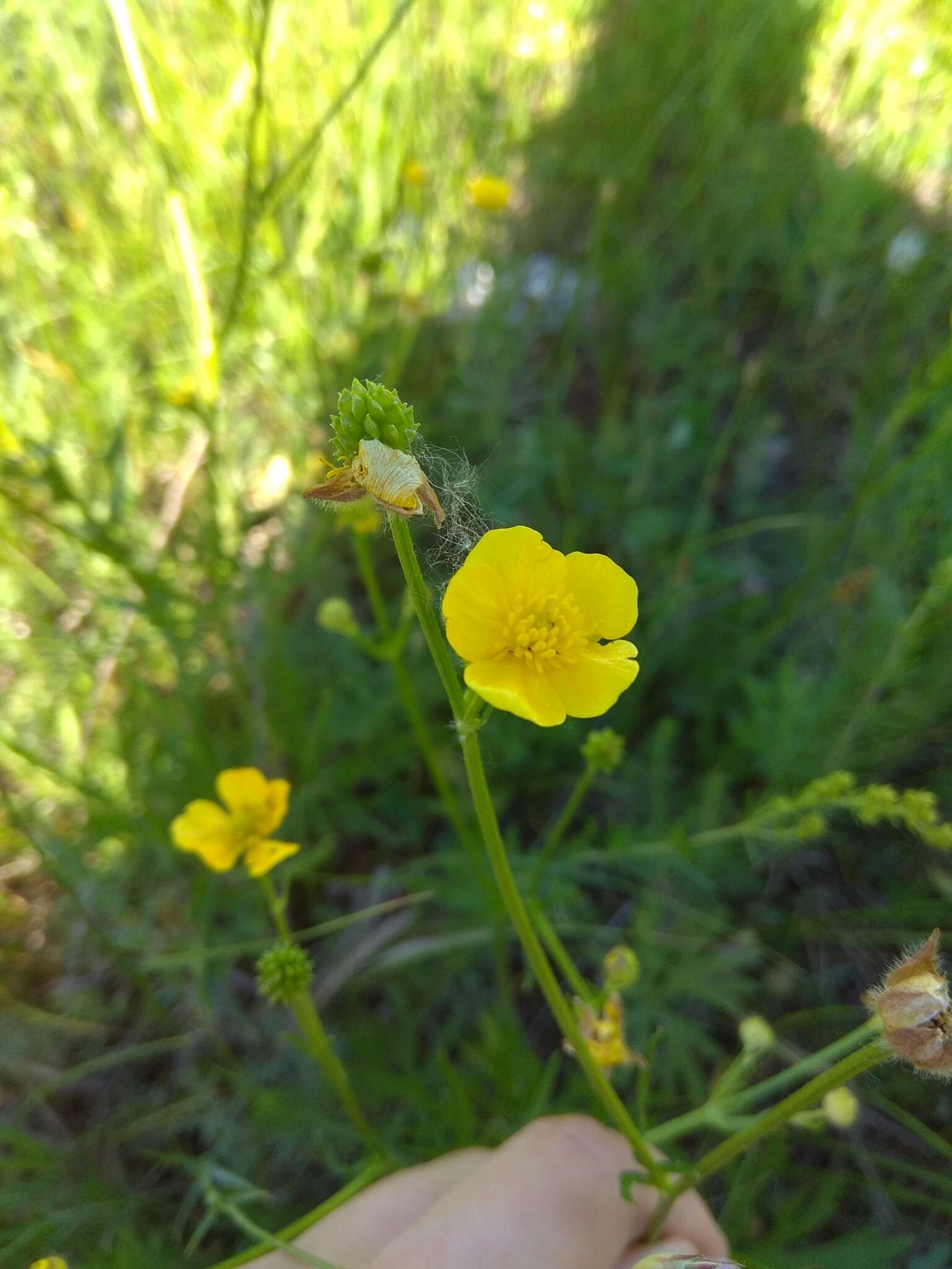 Image of Ranunculus polyanthemos L.