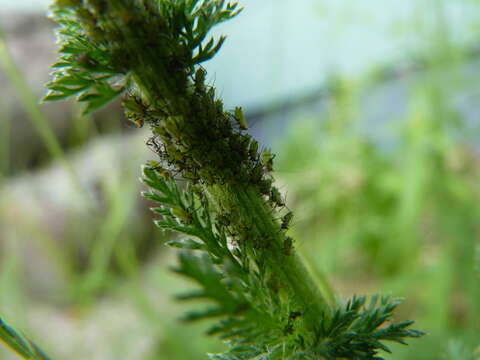 Image of Aphid