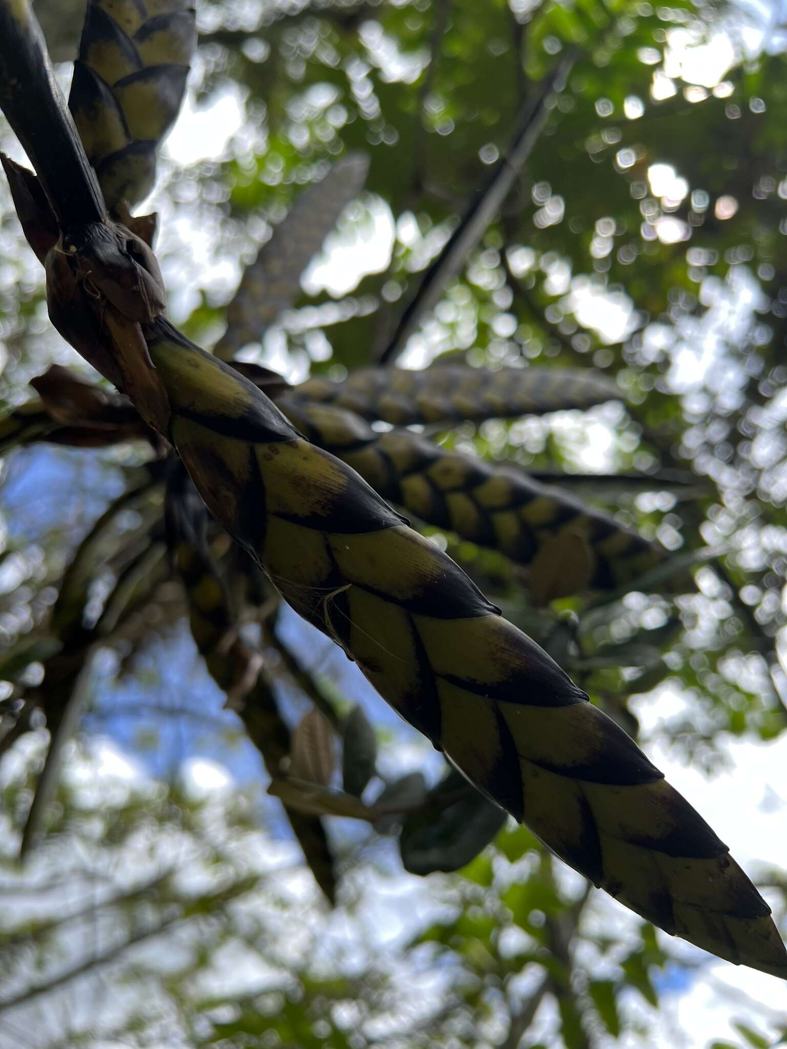 Слика од Tillandsia clavigera Mez