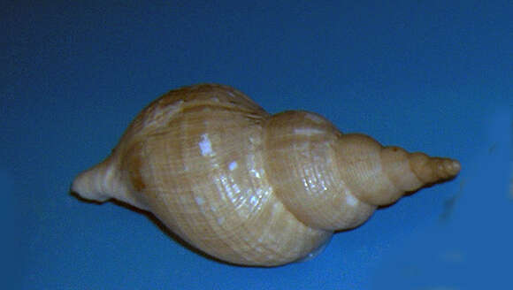 Image of Beringius turtoni (Bean 1834)