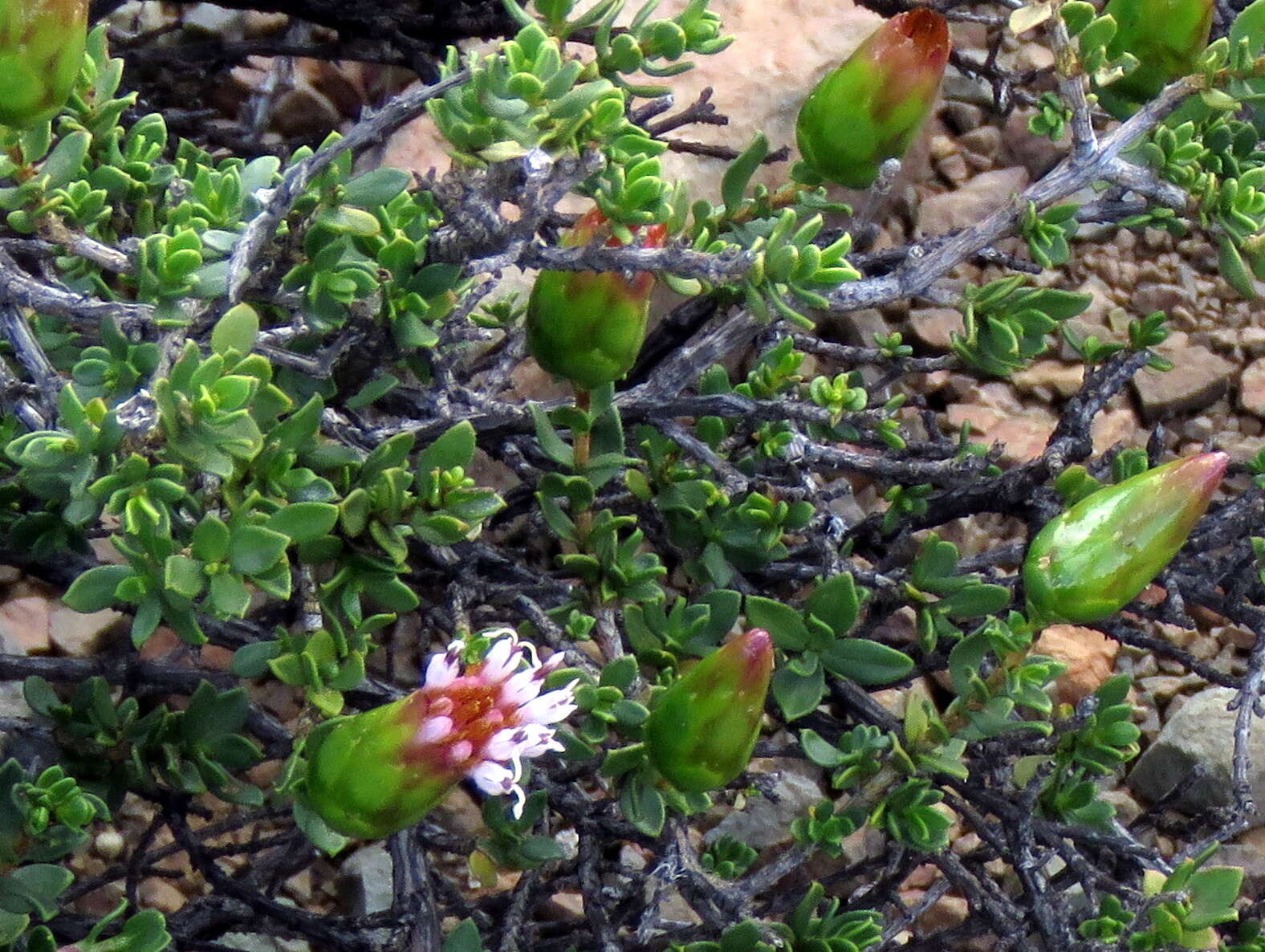 Image of Pteronia adenocarpa Harv.