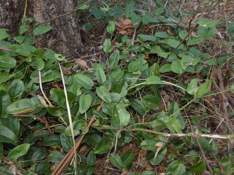 Image of Smilax australis R. Br.