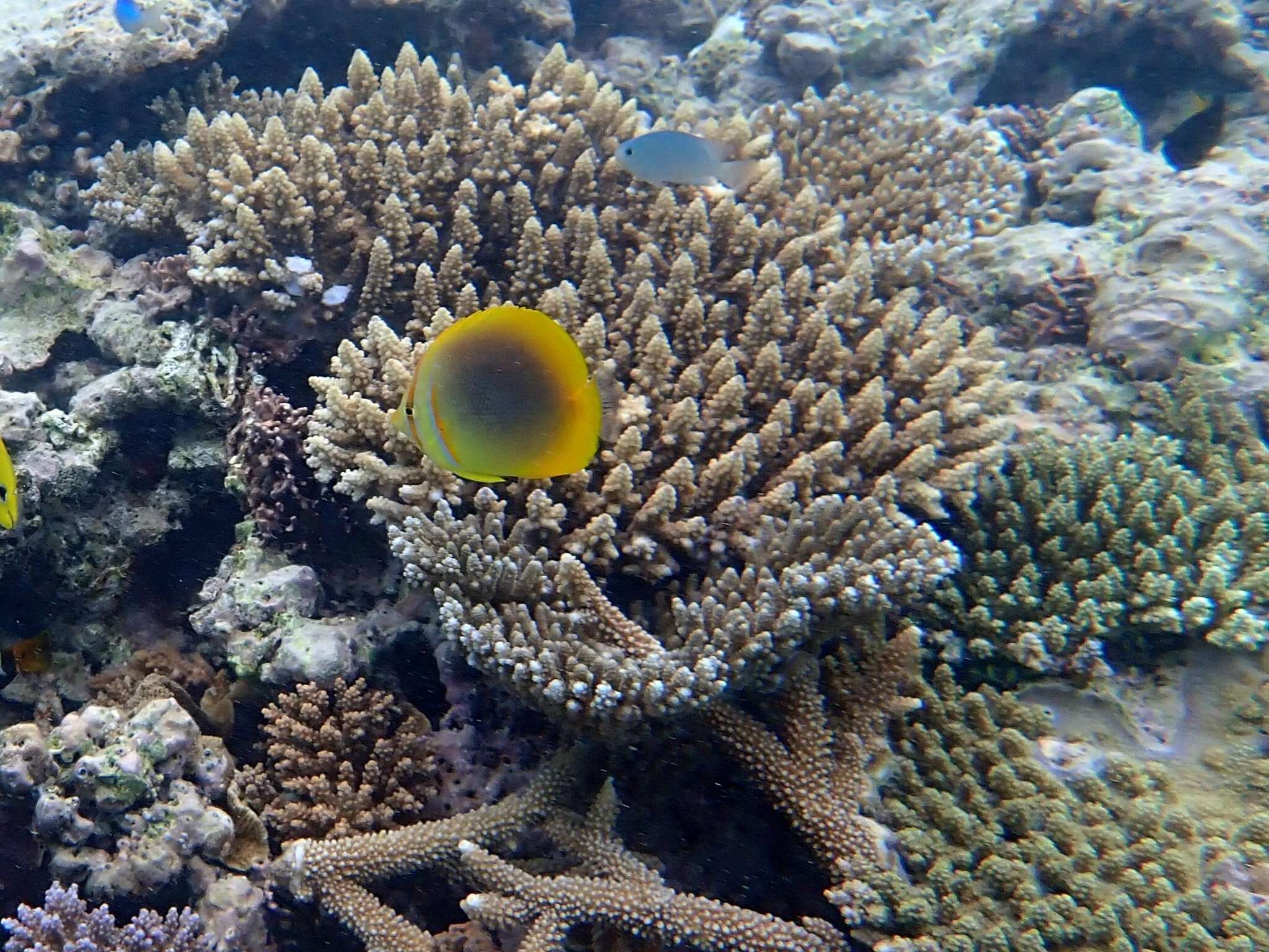 Image of Golden Butterflyfish