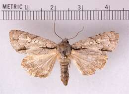 Image of Ochre Dagger Moth