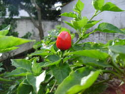 Image of Capsicum chinense