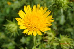 Image of Berkheya erysithales (DC.) Roessler