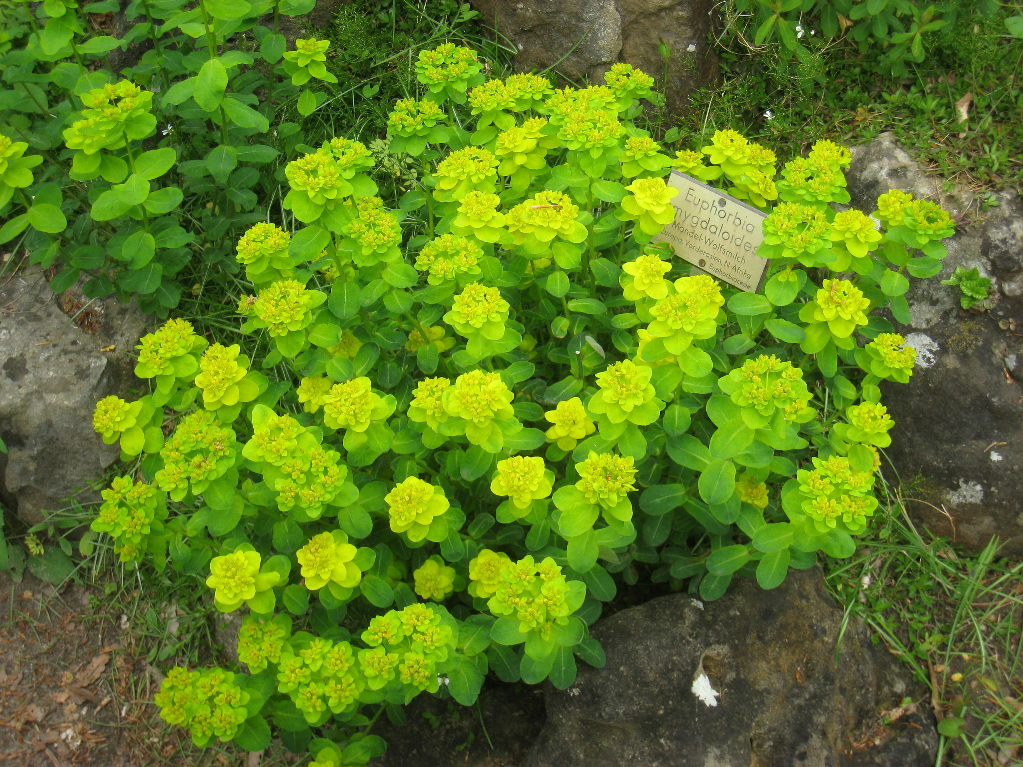 Image of Wood Spurge