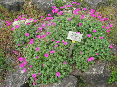 Image of Geranium subcaulescens L'Hér. ex DC.