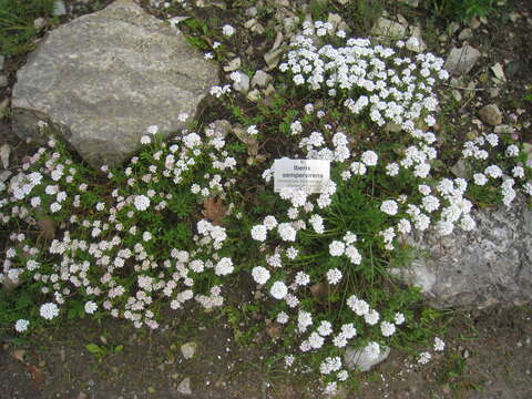 Imagem de Iberis sempervirens L.