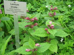 Image of Lamium orvala L.