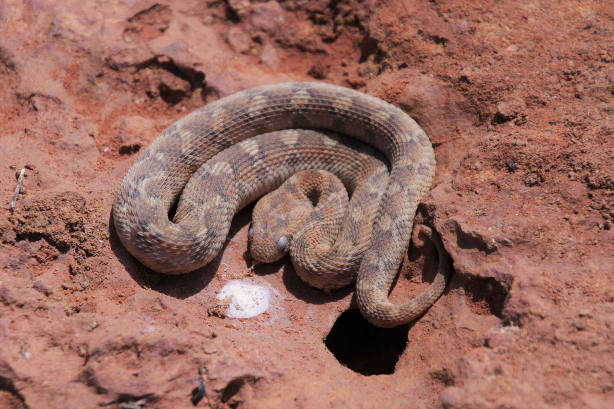 Image of Roman's Saw-scaled Viper