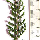 Image of Cheilanthes hirta Sw.