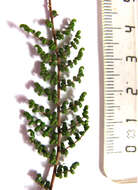 Image of Cheilanthes hirta Sw.