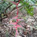 Image of pink flamingo heliconia